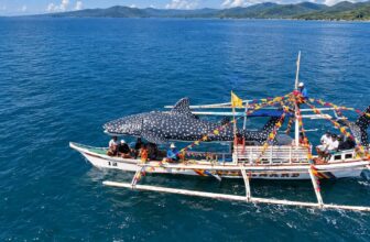 Butanding Festival in Donsol, Sorsogon