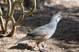 It’s All About the Quail