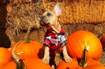 Fall Bucket List for Pet Parents