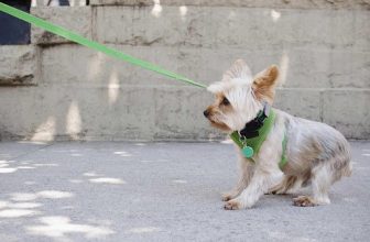 My Dog Is Having Trouble Standing and Walking – 7 Possible Causes