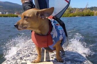 Doxie Doodle's ear flapping windsurf ride. (GoPro video)
