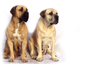 Easy tips to take care of English Mastiff dogs