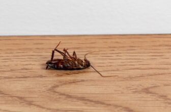 What Treatment Resistance Indicators Does an Exterminator Evaluate Before Adjusting a Long-Term Pest Management Strategy?
