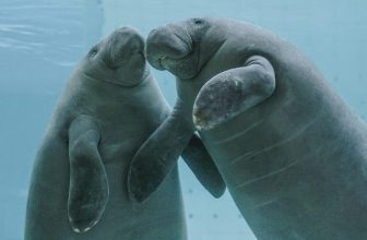Clearwater Marine Aquarium Welcomes Manatees Axle and Gilbert for Next Stage of Rehabilitation