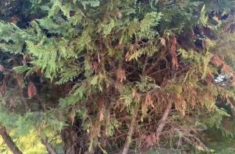 How to Control Disease in Leyland Cypress Trees | Weatherford, Texas