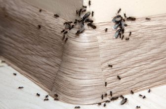 Termite Swarmers in Singapore – Greencare Pest Control & Cleaning