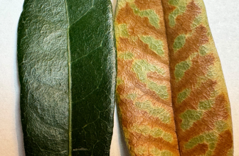 Identifying Oak Wilt in Live Oaks in Southlake, Texas