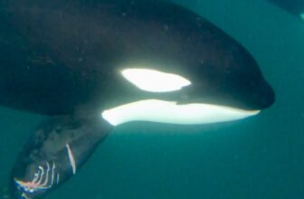 Snorkeling with Orcas in La Ventana, Mexico