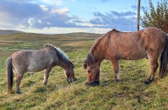 A Perfect Day | My Shetland