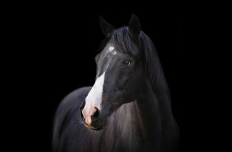 Ontario Proposes Ban on Horse Slaughter