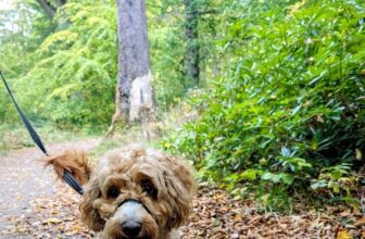 Dog Friendly Days Out for Autumn