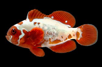 QM Aquacultures the Peacekeeper Maroon Clownfish | Reef Builders