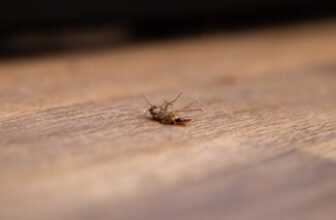 How Does Pest Control Utilize Population Threshold Modeling to Determine When Early Intervention Can Prevent Rapid Infestation Escalation?