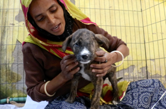 Puppy’s eye ruptured in a car accident, but we got him in time!