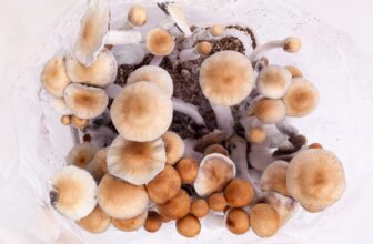 Tidal Wave Mushroom | Nature’s Potent Psychonaut Shroom