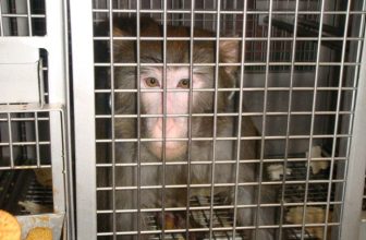 Monkeys Addicted to Cocaine in University Experiments