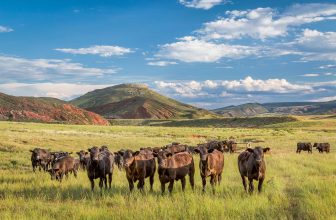 USDA pushes to expand livestock grazing on federal lands