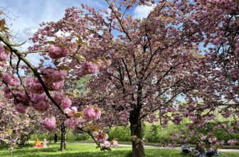 Stunning Cherry Blossoms At Parc de Sceaux