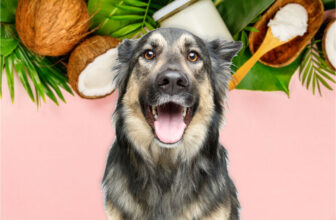 Key Benefits of Coconut Oil for Dogs