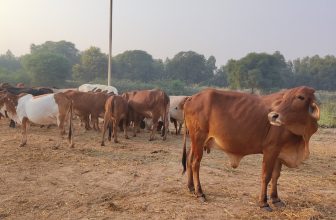 Sexual violence against animals in India