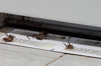 Garage and Outdoor Space Pest Control