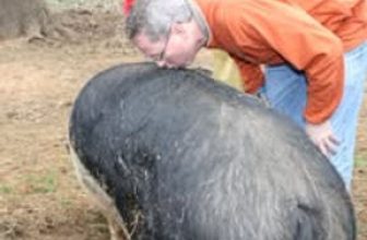 Well, I’ll Kiss a Pig!