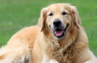 Tick and Flea Prevention – Talent Hounds