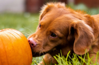 Dog Dos and Don’ts: Fall-Themed Food
