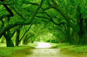 The Ultimate Guide to Following Your Heart