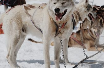 89% of Ancient Inuit Dog Bones Match Modern Sled Dogs
