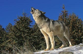 Colorado’s Decision to Suspend Wolf Killings Is Welcome but Long Overdue, Conservation Group Says