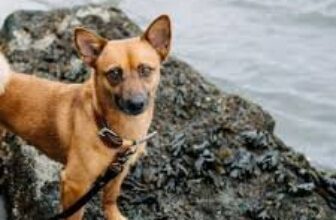 pet friendly drug treatment​ – The Teacup Dogs