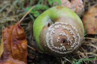 Lessons From Living in an Orchard – Anthropolitan