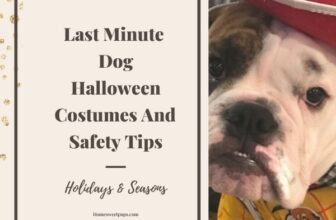 Last Minute Dog Halloween Costumes (And Safety Tips)
