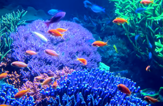 Reefs.com visiting Long Island Aquarium