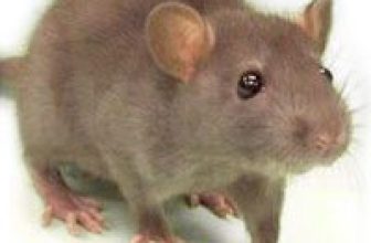 Can Mice Squeeze Under Doors? Entry Points & Prevention Tips
