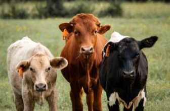 Build a Better Fall Processing Plan for Calves