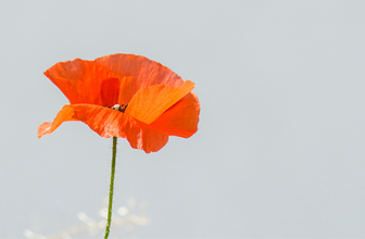 We will remember them. ￼