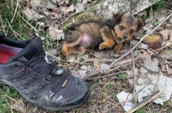 Guy Finds A Puppy Using A Shoe For Shelter And Gives Her A Whole New Life – The Daniels Post – World