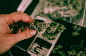 The Stardawg story: Did the UK give this strain an unfair reputation?
