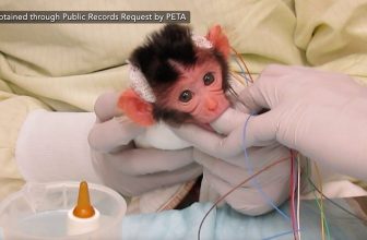WATCH: Baby Monkeys Shriek in Fear in University of Washington Laboratory