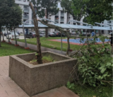 Town Council Needs Help Managing Trees