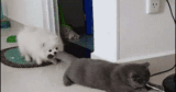 Funny animal gifs – part 342 (10 gifs)