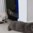 Triplet 3D