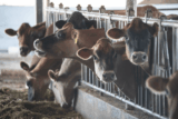 Can Surplus Manure Protect Water Quality and Reduce Farms’ Fertilizer Costs? | CalCAN
