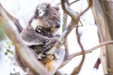 It’s time to end native forest logging