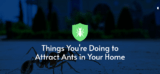Things You’re Doing to Attract Ants in Your Home – Pestech