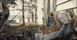 Funny animal gifs – part 338 (10 gifs)