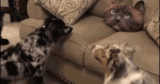 Funny animal gifs – part 339 (10 gifs)
