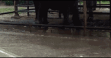 Funny animal gifs – part 340 (10 gifs)